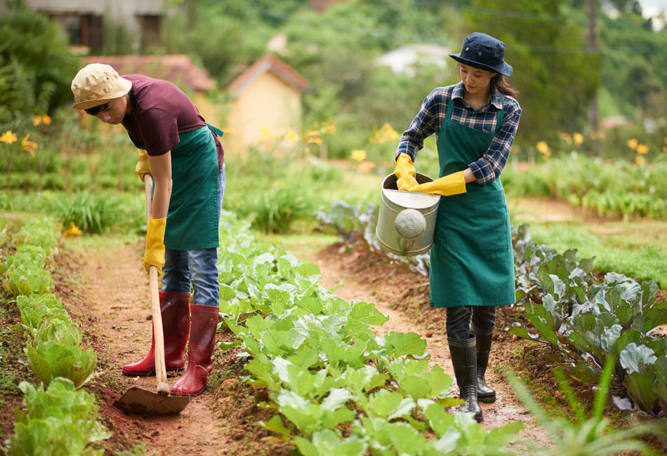 Agriculture Sector